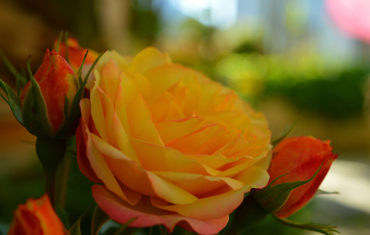 1484892 (a): :3000x1901